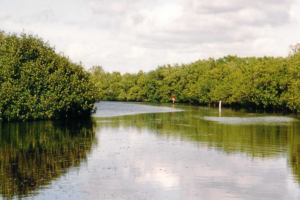 Die Everglades sind eigentlich ein großer, langsam fließender Fluss.