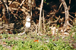 Neugierige Hörnchen ...