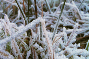 Januar: Hohes Venn