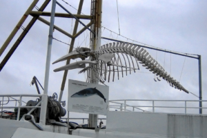 Whale Watching haben wir uns ohne die Kinder nicht getraut.