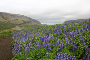 ... in den Hvalsfjördur ...