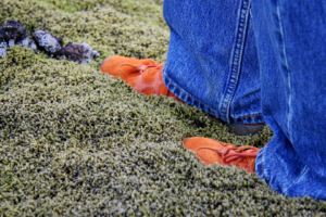 Samtweiches Moss auf der Lava. (&quot;Aalava&quot;)