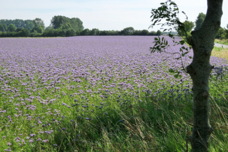 Idylle mit Blumen