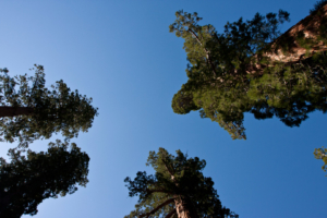 16.6. - Wanderung in der Mariposa Grove