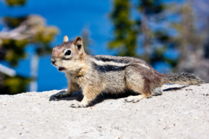 18.6. - Crater Lake Tierwelt