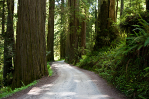 19.6. - Howland Hill Road, 10mls durch Redwood Urwald