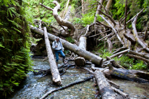 19.6. - Fern Canyon