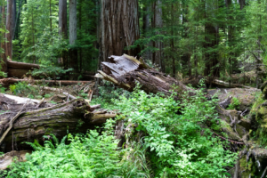 20.6. - Humboldt Redwoods State Park State Park