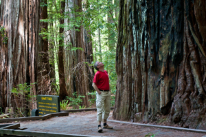 20.6. - Humboldt Redwoods State Park