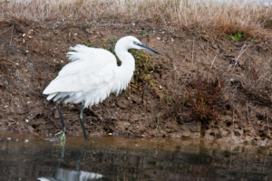 24.10. Parc ornithologique du Teich