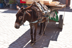 24.-29.4.: Marrakesch - der Souk