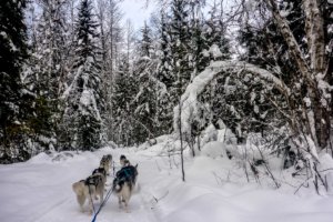 19.1.2015 - Schlittenhunde
