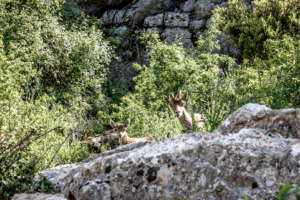 26.5. El Torcal de Antequera - Bergziegen