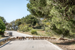 27.5. Parque Natural Montes de Málaga