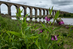 18.6.2016 Berwick - Spaziergang am Tweed