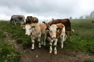 15.7. Nassereither Alm