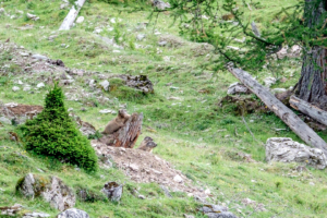 22.7. Murmeltiere, Nassereither Alm