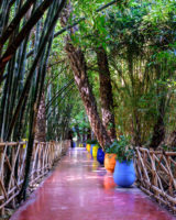 27.1.2017 - Jardin Majorelle