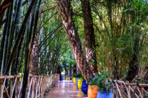 27.1.2017 - Jardin Majorelle