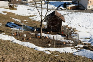 27.2.2017 - Spaziergang in Grindelwald