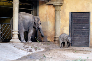 19.8. Tierpark Hagenbeck