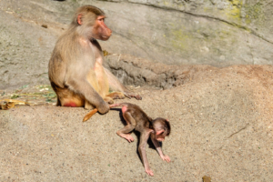 19.8.2016: Tierpark Hagenbeck