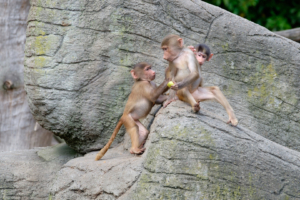 19.8. Tierpark Hagenbeck