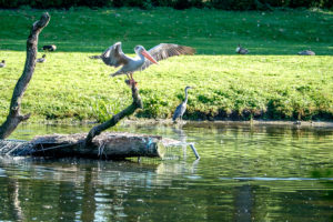 19.8. Tierpark Hagenbeck