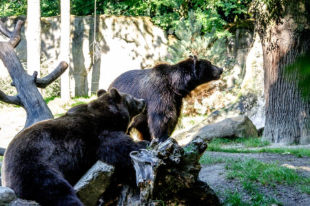 19.8. Tierpark Hagenbeck (XF50-140+TC1.4x @70mm, f/5.6, 1/200s, ISO 2000)