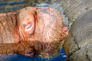 19.8. Tierpark Hagenbeck