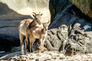 19.8. Tierpark Hagenbeck