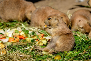 19.8. Tierpark Hagenbeck