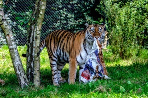 19.8. Tierpark Hagenbeck (XF50-150+TC1.4x @167mm, f/5.6, 1/200s, ISO 500)
