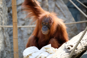 19.8. Tierpark Hagenbeck