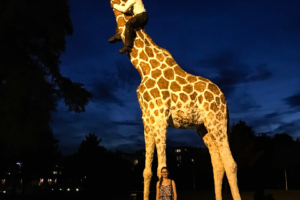 19.8. Hagenbeck-Giraffe
