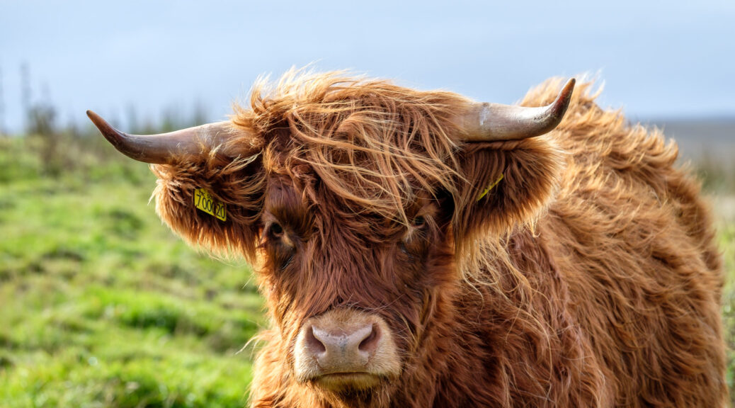 14.9.2016 - Highland Cows