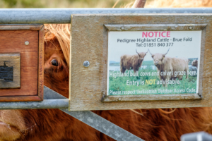 14.9.2016 - Highland Cows