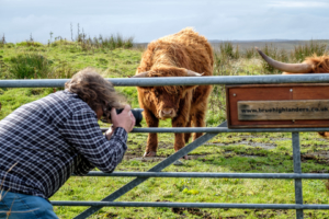 14.9.2016 - Highland Cows