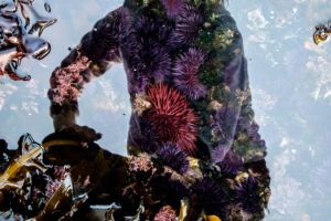 8.8.2017 - Salt Creek Recreation Area, Tide Pooling, Lovely Creatures :-)