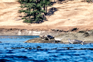 31.7.2017 - Fahrt bis Stuart Island, Seals vor Spieden Island