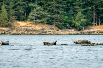 2.8.2017 - Jones Island --> Blind Island