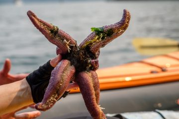 2.8.2017 - Tide Pooling vor Shaw Island: Giant Ochre Star