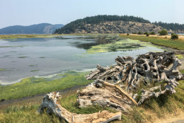 3.8.2017 - Spencer Spit State Park