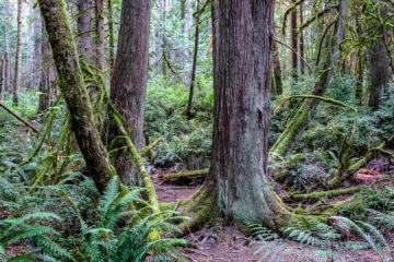 5.8.2017 - Scenic Beach State Park, Wanderung