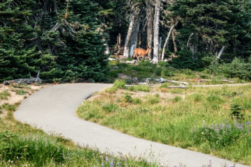 6.8.2017 - Olympic NP, Hurricane Ridge