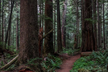 6.8.2017 - Olympic NP, Heart o' the Hills Trail