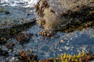 7.8.2017 - Salt Creak Recreation Area, Tide Pooling, Sea Barnicles