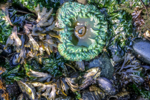 8.8.2017 - Salt Creek Recreation Area, Tide Pooling, Sea Anemone