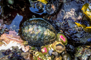 8.8.2017 - Salt Creek Recreation Area, Tide Pooling, Mossy Chiton