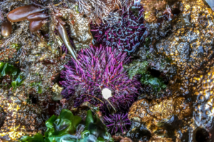 8.8.2017 - Salt Creek Recreation Area, Tide Pooling, Purple Sea Urchin